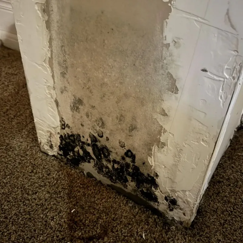 Professional Mold Removal in Scotts Valley, CA
